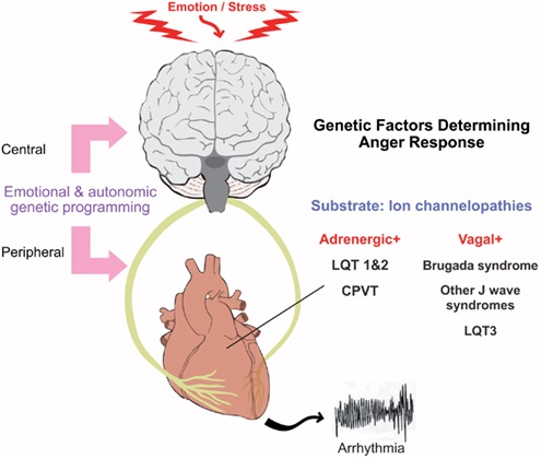 Effects of anger on heart health: Insights from recent research