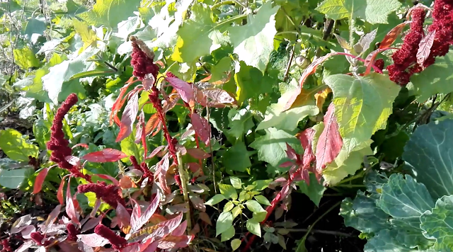 Tour du jardin fin octobre 2020 (vidéo)