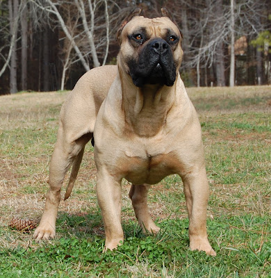 Boerboel