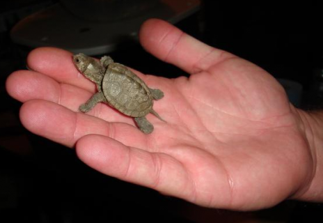 Baby Turtles That Fit in the Palm of Your Hand Seen On www.coolpicturegallery.us