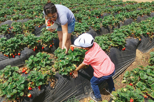 carlsbad strawberry company, strawberry, san diego, san diego kids, san diego family