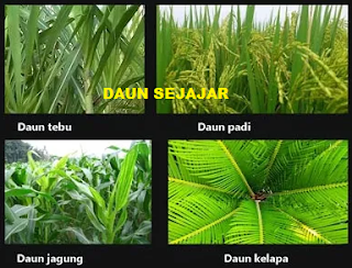 Pengertian Fungsi dan Struktur Daun serta Jenis Daun