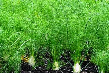 Fennel For Health Benefits