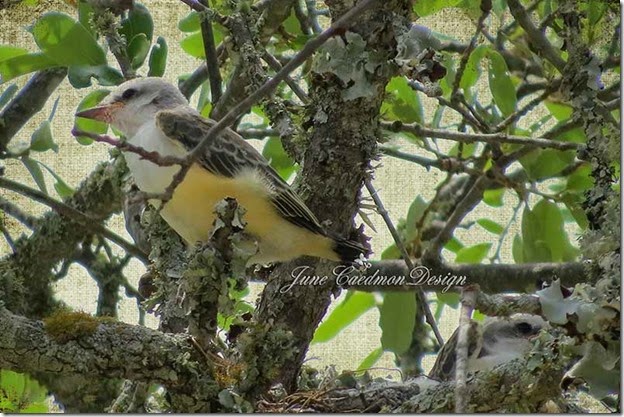 ScissorTail_Pair_dreamit
