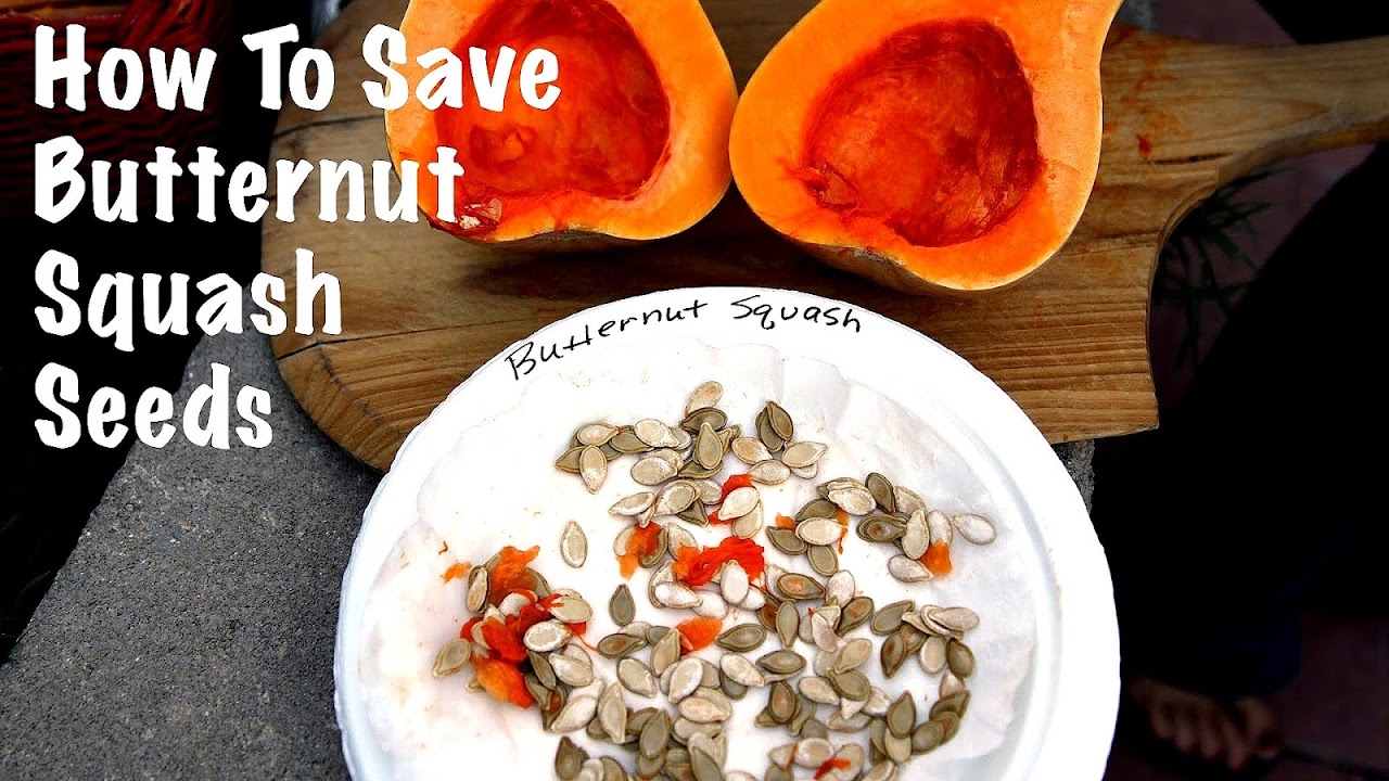 Planting Butternut Squash Seeds
