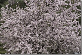 Floracion 1[2]