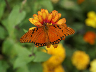 Agraulis vanillae - Papilio vanillae - Dione vanillae