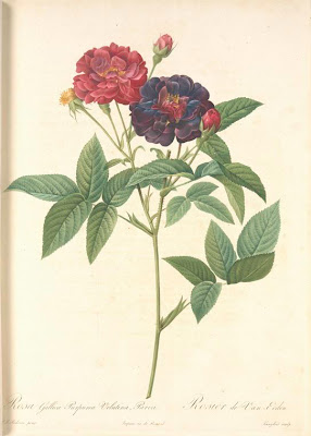 Rosa Gallica Purpurea Velutina