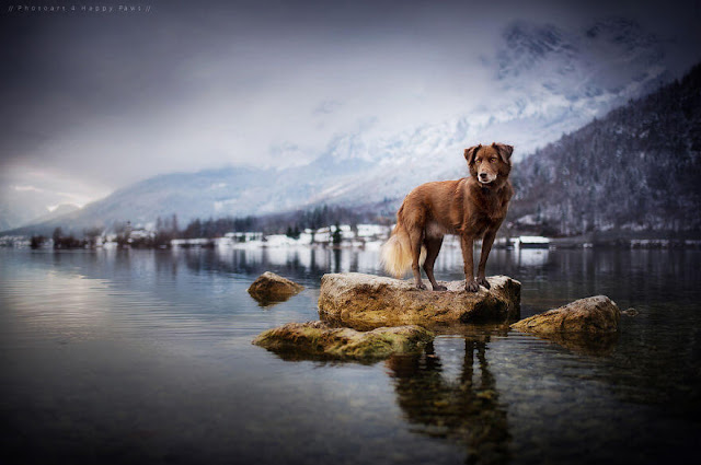 Fotógrafa registra o brilho da alma dos cães em linda paisagens da Áustria 