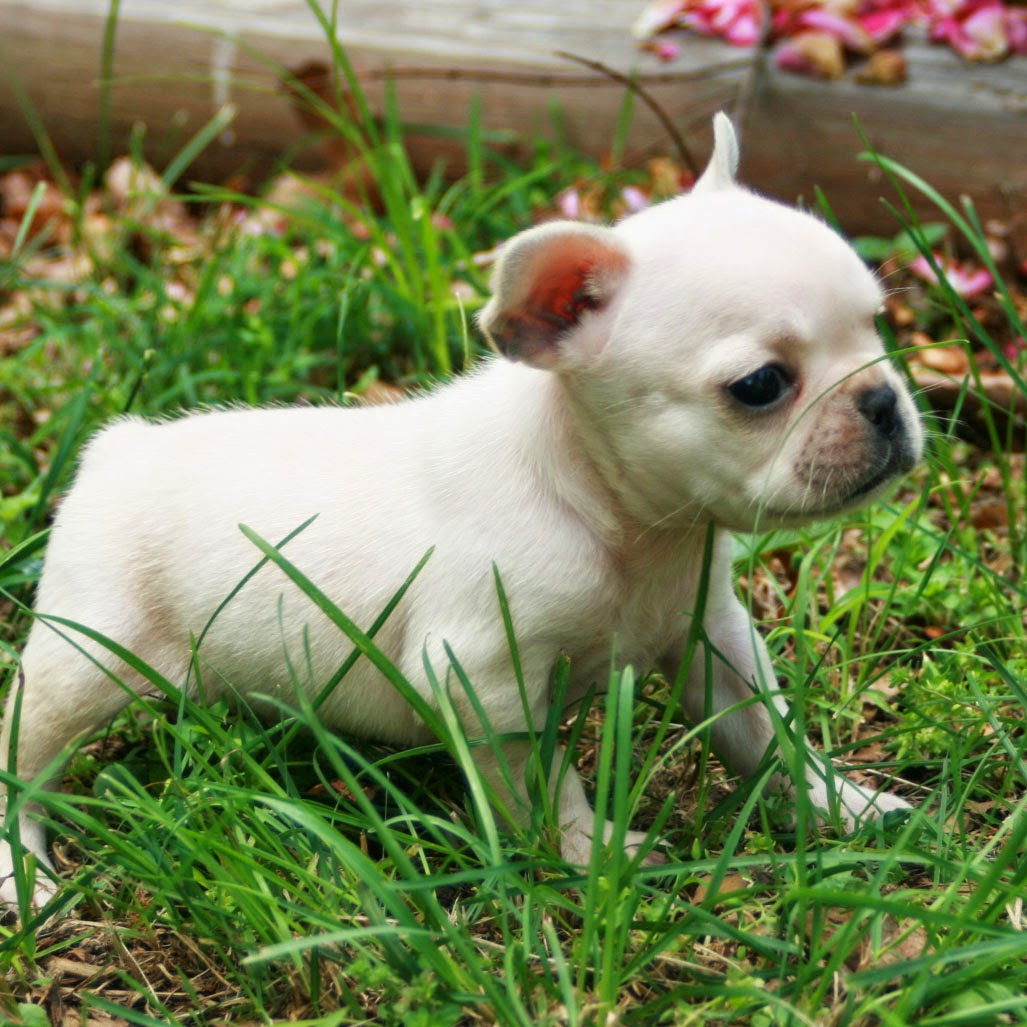 Rules of the Jungle: French bulldog puppy