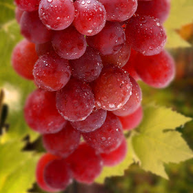 red-grapes-Fruit-wallpaper