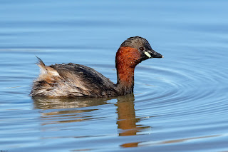 zampullin-comun-tachybaptus-ruficollis-