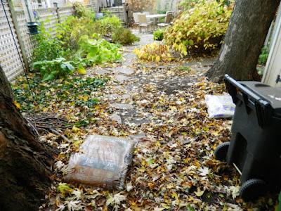 Leslieville Toronto Backyard Garden Fall Cleanup before by Paul Jung Gardening Services