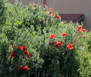 A bunch of poppies blooming now