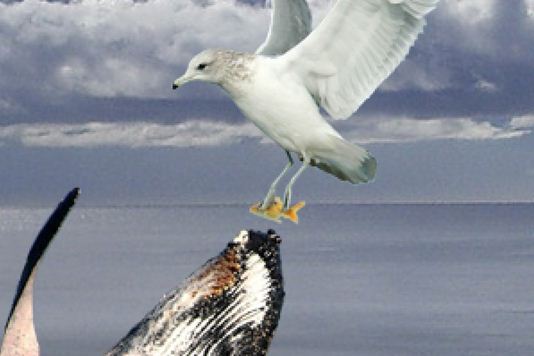 Manipulasi Foto Paus Mencuri Ikan Dari Seagull Trik Dan Manipulasi Foto Paus Mencuri Ikan Dari Seagull Trik Dan