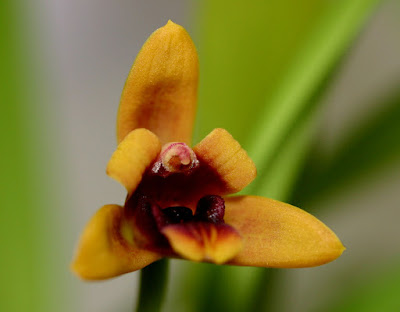 Maxillaria variabilis care and culture