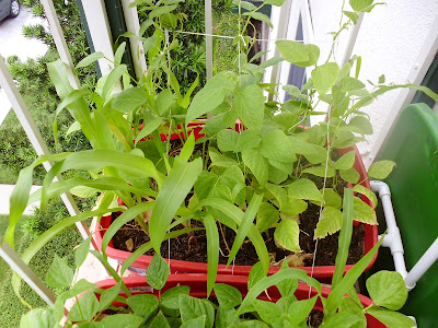 3 Sisters Container Garden