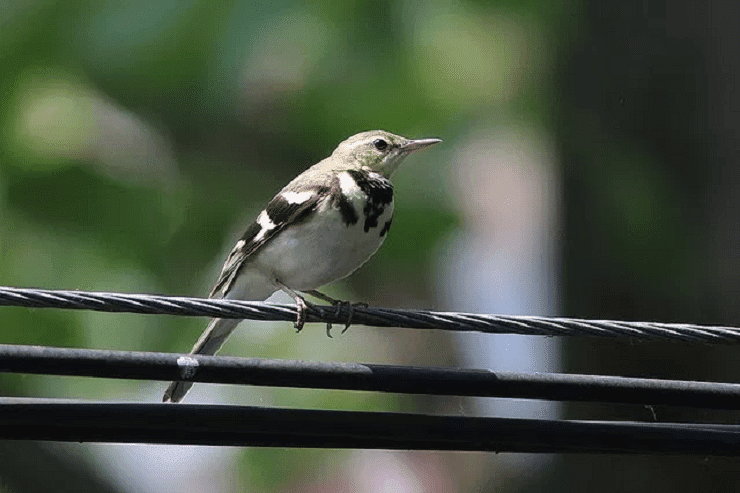 Saat Berdiri di Kabel, Kenapa Burung Tidak Kesetrum Listrik?