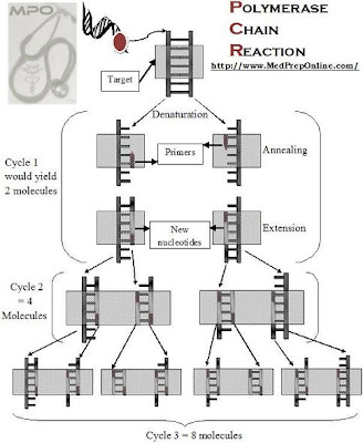 Polymerase Chain Reaction Steps