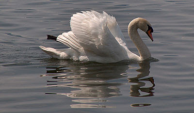 Swan on the Zugersee.