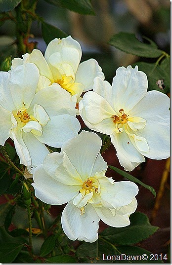 Rose Sunny Knockout