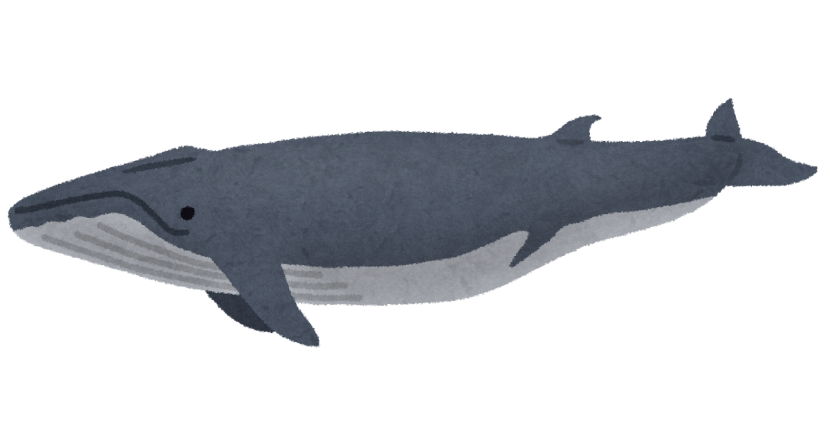 ナガスクジラのイラスト 鯨 かわいいフリー素材集 いらすとや