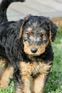 Airedale Terrier Puppy Picture