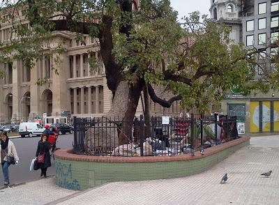 Arboles históricos de la Ciudad de Buenos Aires. Ceibo de Jujuy, Plaza Lavalle