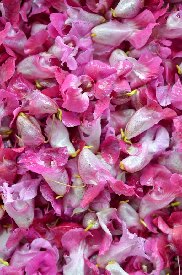 Springkrautblüten in Nahaufnahme zeigen ein kräftiges Pink.