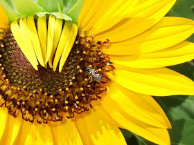 Sunflower Picture