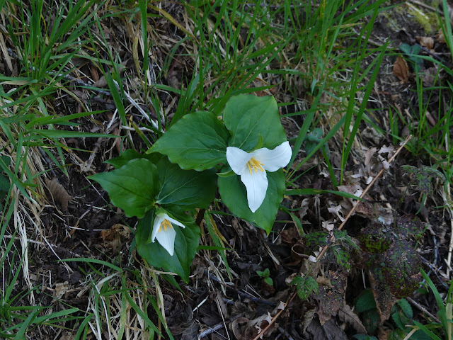 pair of trillium