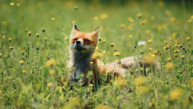 Raposa Fofa no Campo de Flores