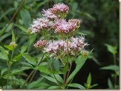 P7170523