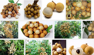 Klasifikasi Dan Morfologi Kelengkeng (Dimocarpus Logan L)