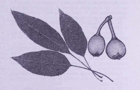 Груша ложносирийская (Pyrus pseudosyriaca)