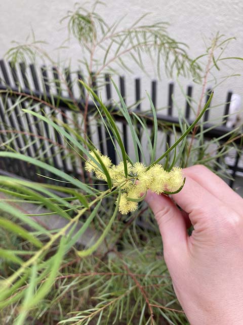 ブリスベーンワトルの花