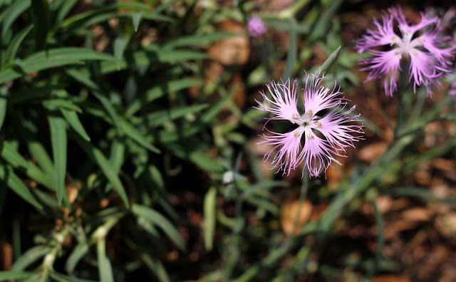 Dianthus Superbus Flowers Pictures