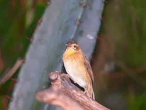 http://kicaumaniaindonesion.blogspot.com/2013/12/the-napoleon-weaver-dan-southern-orange.html