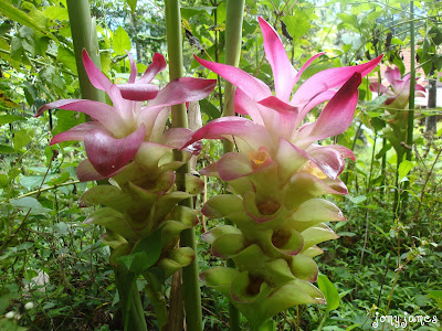 Arrowroot Flower