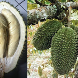 Bibit Durian Petruk Cepat Tumbuh