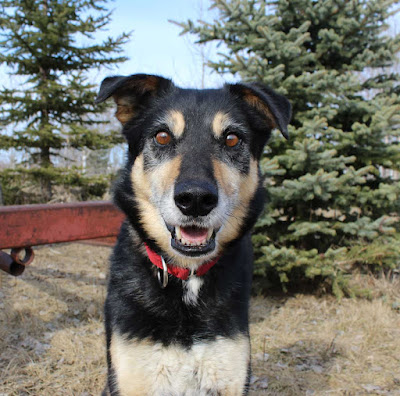 Moose, a rescued sled dog, looking happy against a background of trees
