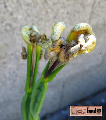fiore appassito Iris Riciclando