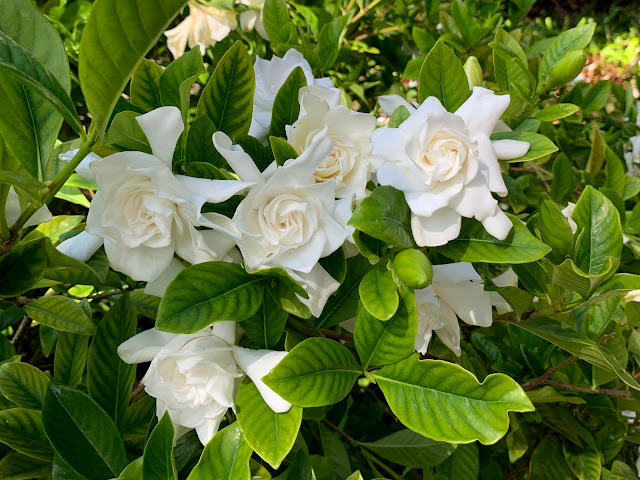 gardenias