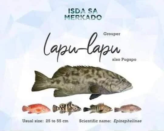 Isda Lapu-Lapu / Pugapo (Gouper) lapulapu Fish