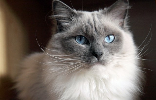 Sejarah kucing ragdoll