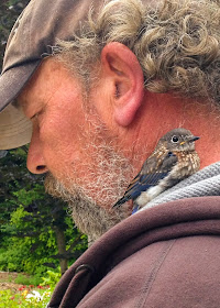 male eastern bluebird fledgling perching on shoulder