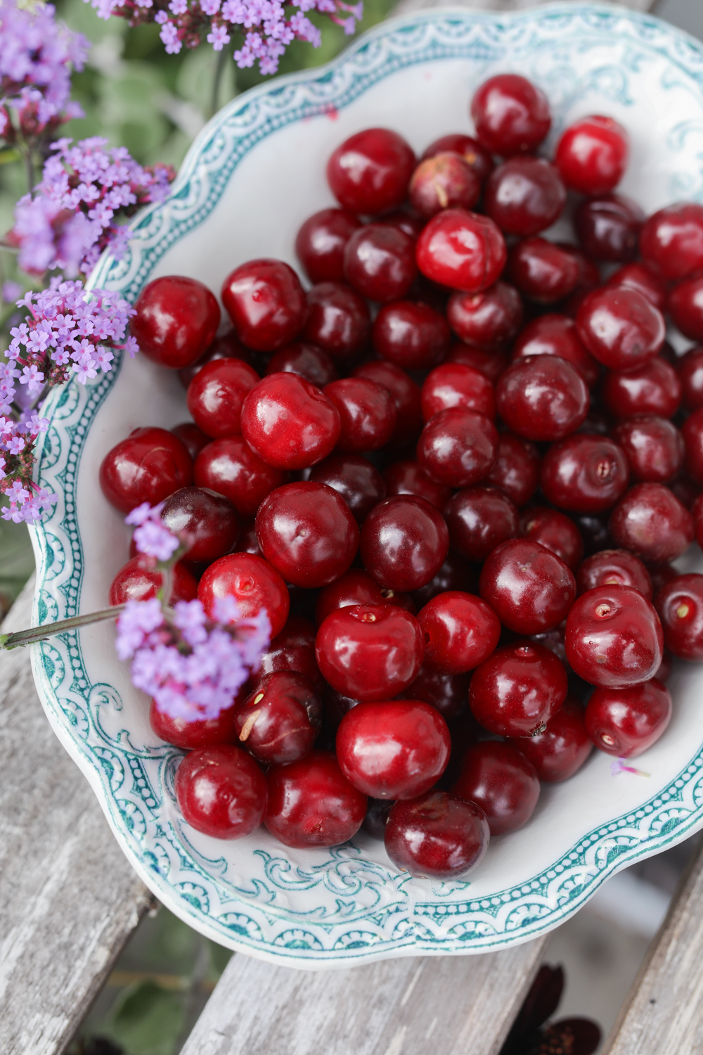 Prunus-cerasus-Chokoladnaja-100outdoor