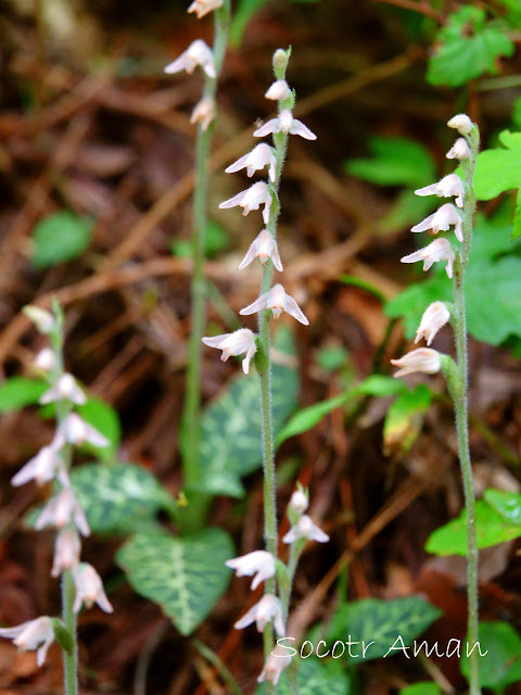 Goodyera schlechtendaliana