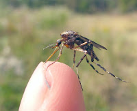 Close-up of a Shaggy-Legged Gallinipper mosquito sitting on a finger.