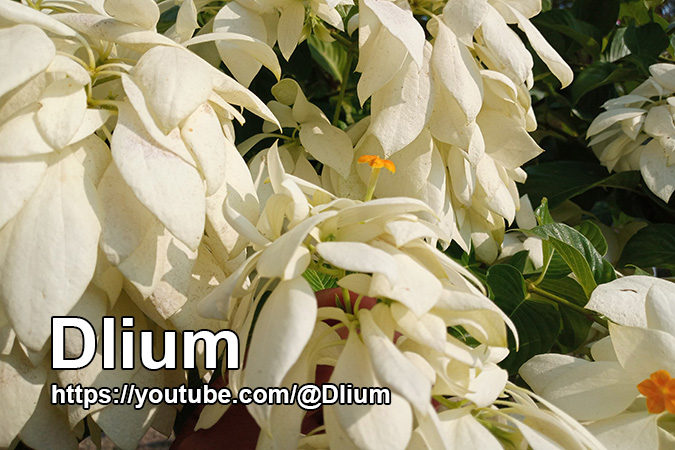 Dlium Queen of Philippines (Mussaenda philippica)